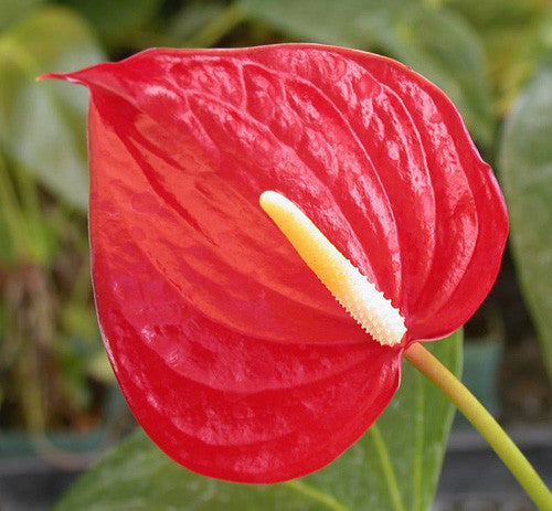 Close-up of Anthurium Red Heart flower showing smooth red spathe and shiny green leaves