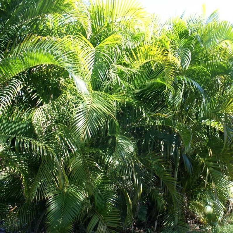 areca palm growing outdoors Areca Palm Plant – Indoor Air Purifying Foliage Palm for Home & Office