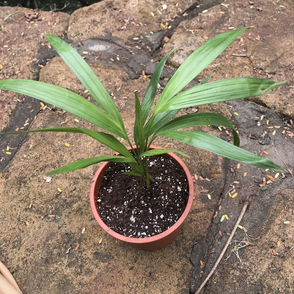 Pack of 4 Assorted Palms - Areca, Chamedora, Fountain & Rhapis Palm - myBageecha