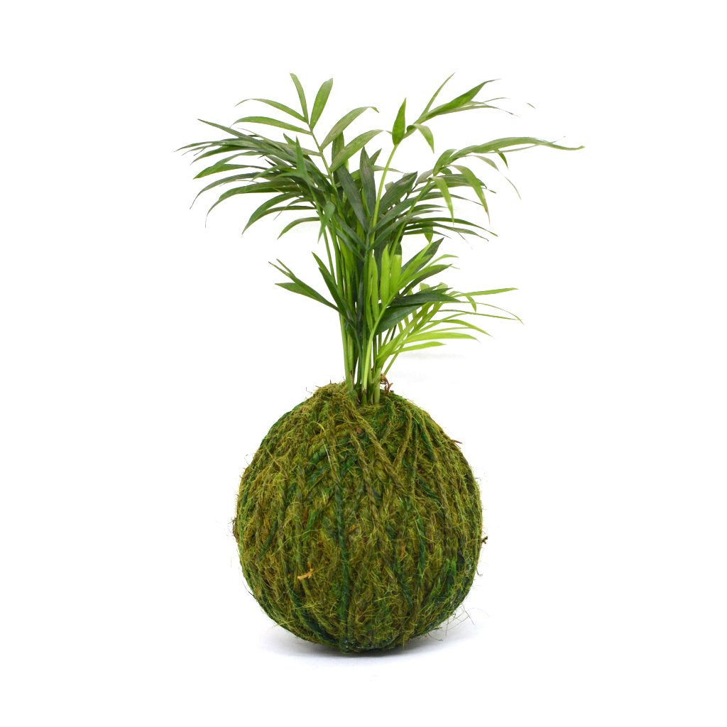 Kokedama Moss Ball Chamaedorea Elegans Plant - myBageecha