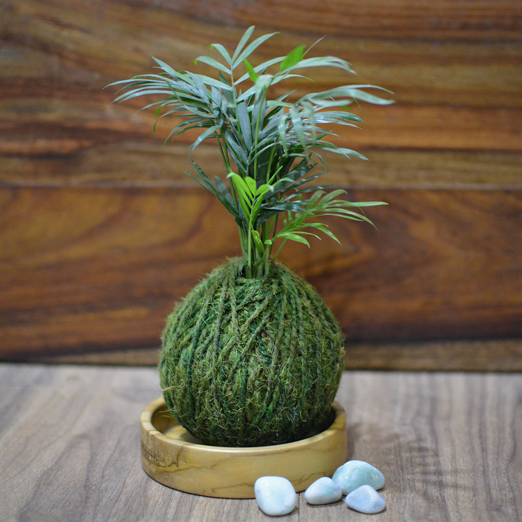Kokedama Moss Ball Chamaedorea Elegans Plant - myBageecha