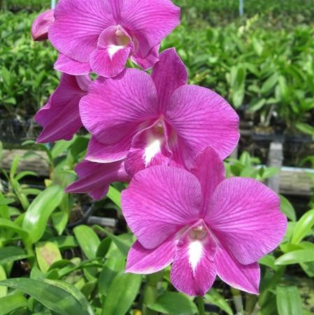 Den. Aridang Green x Burana Jade Red Stripe - myBageecha