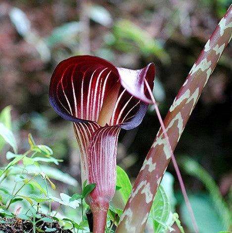 Arisaema Speciosum Cobra Lily Bulbs – Striking Hooded Blooms