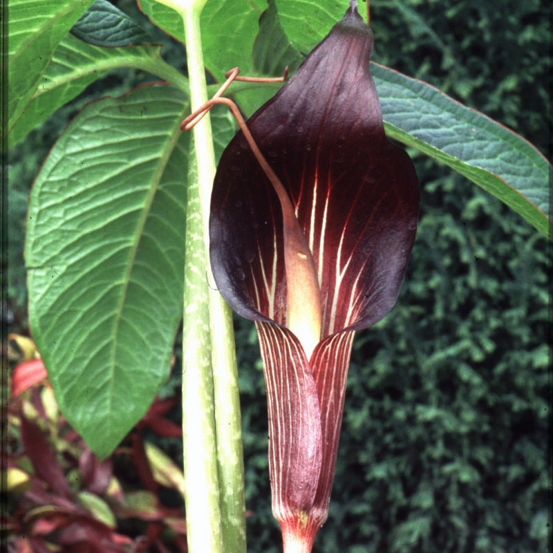 Arisaema Speciosum-Cobra Lily (Bulbs) - myBageecha
