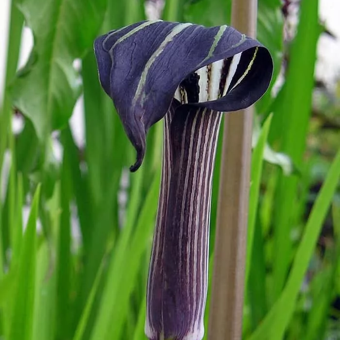 Arisaema Concinnum (Bulbs) - myBageecha