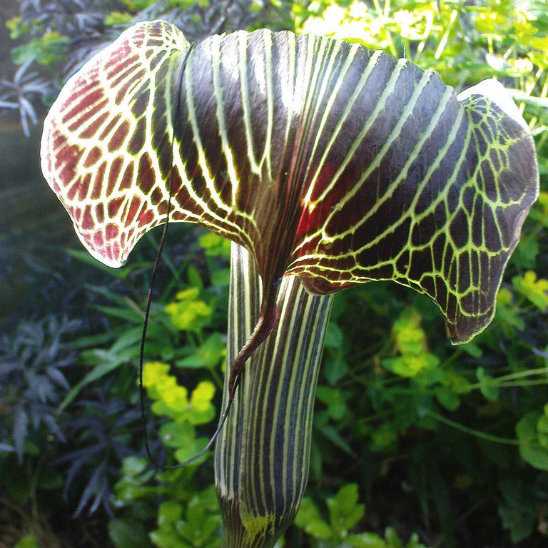 Arisaema Griffithii (Bulbs) - myBageecha
