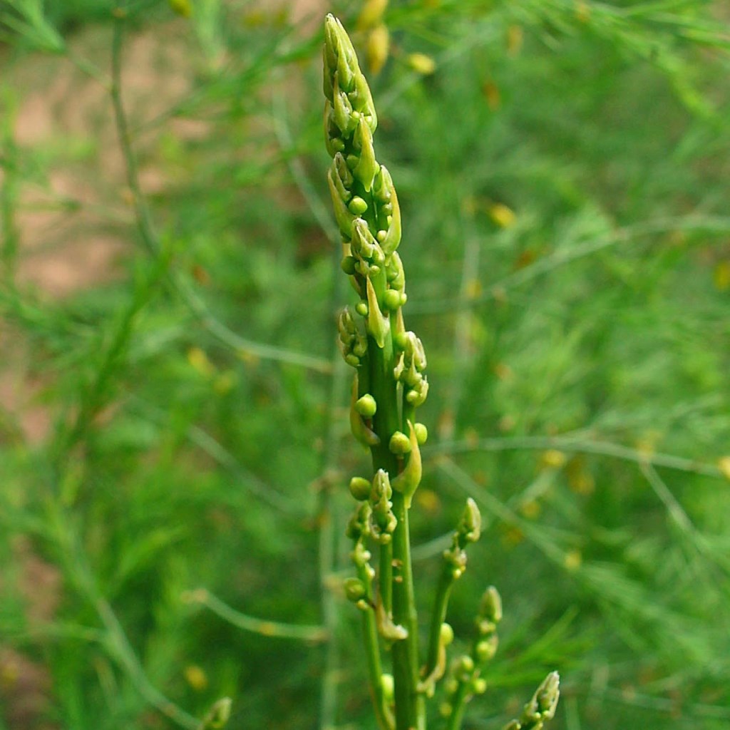 Herb vegetable, spring harvest - myBageecha