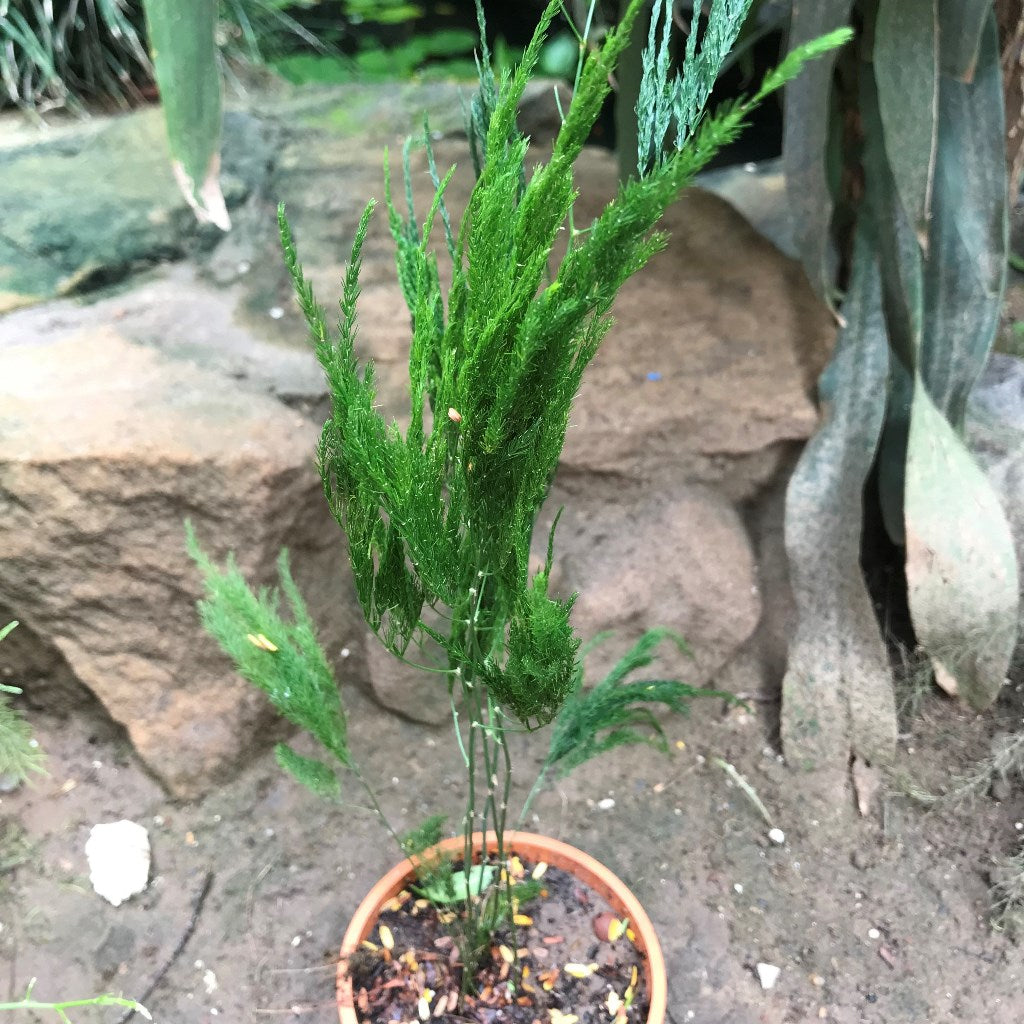 Asparagus setaceus Pyramidalis Satavari Fern Plant - myBageecha