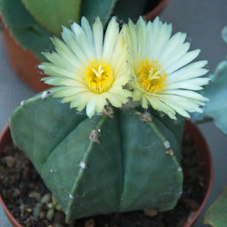 Astrophytum Myriostigma var. Nudum Bishops Miter Cactus Plant - myBageecha