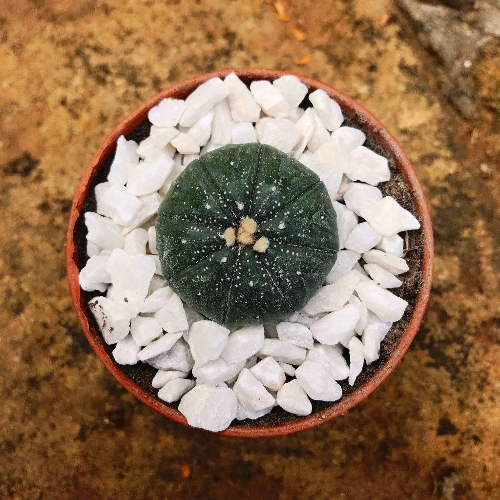 Astrophytum Asteria Sand Dollar Cactus Plant - myBageecha