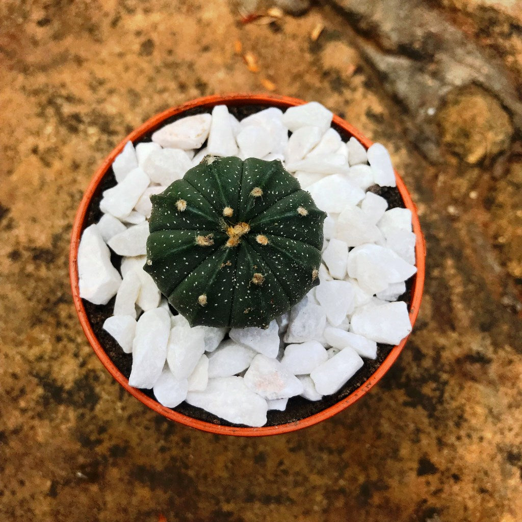 Astrophytum Asterias Hybrid Cactus Plant - myBageecha