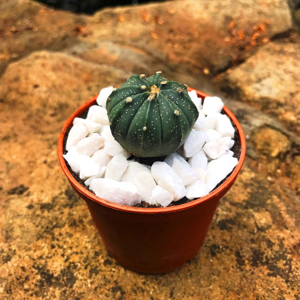 Astrophytum Asterias Hybrid Cactus Plant - myBageecha
