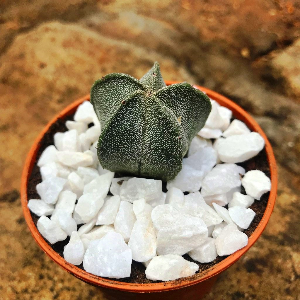 Astrophytum Myriostigma Bishops Cap Cactus Plant - myBageecha