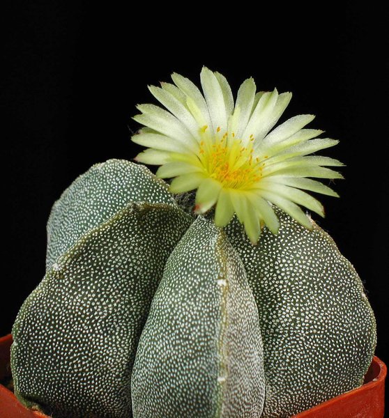 Astrophytum Myriostigma Bishops Cap Cactus Plant - myBageecha