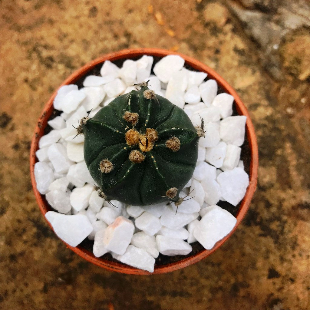 Astrophytum Ornatum f Nudum Monk Hood Cactus Plant - myBageecha