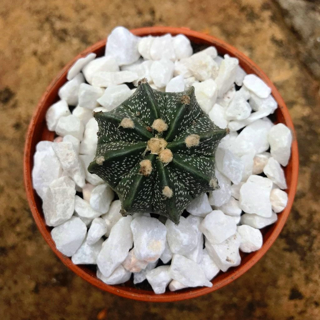 Astrophytum Ornatum Hybrid Monk Hood Cactus Plant - myBageecha