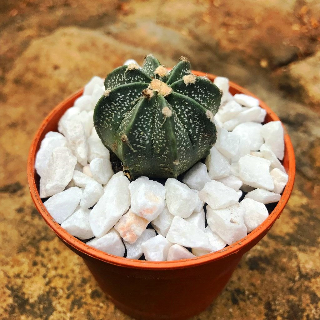 Astrophytum Ornatum Hybrid Monk Hood Cactus Plant - myBageecha