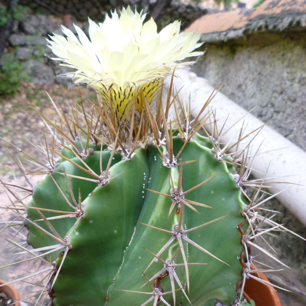 Astrophytum Ornatum f Nudum Monk Hood Cactus Plant - myBageecha