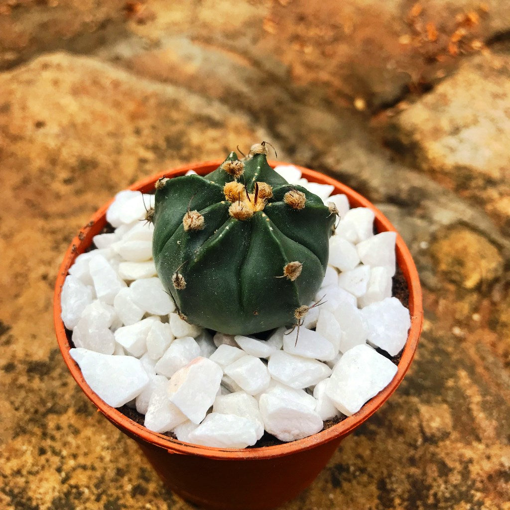 Astrophytum Ornatum f Nudum Monk Hood Cactus Plant - myBageecha