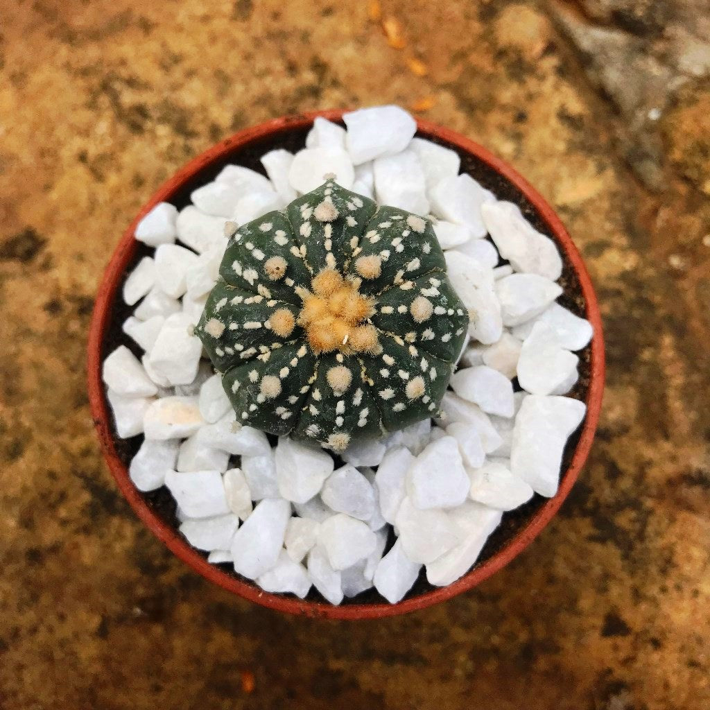 Astrophytum Asterias Super Kabuto Cactus Plant - myBageecha