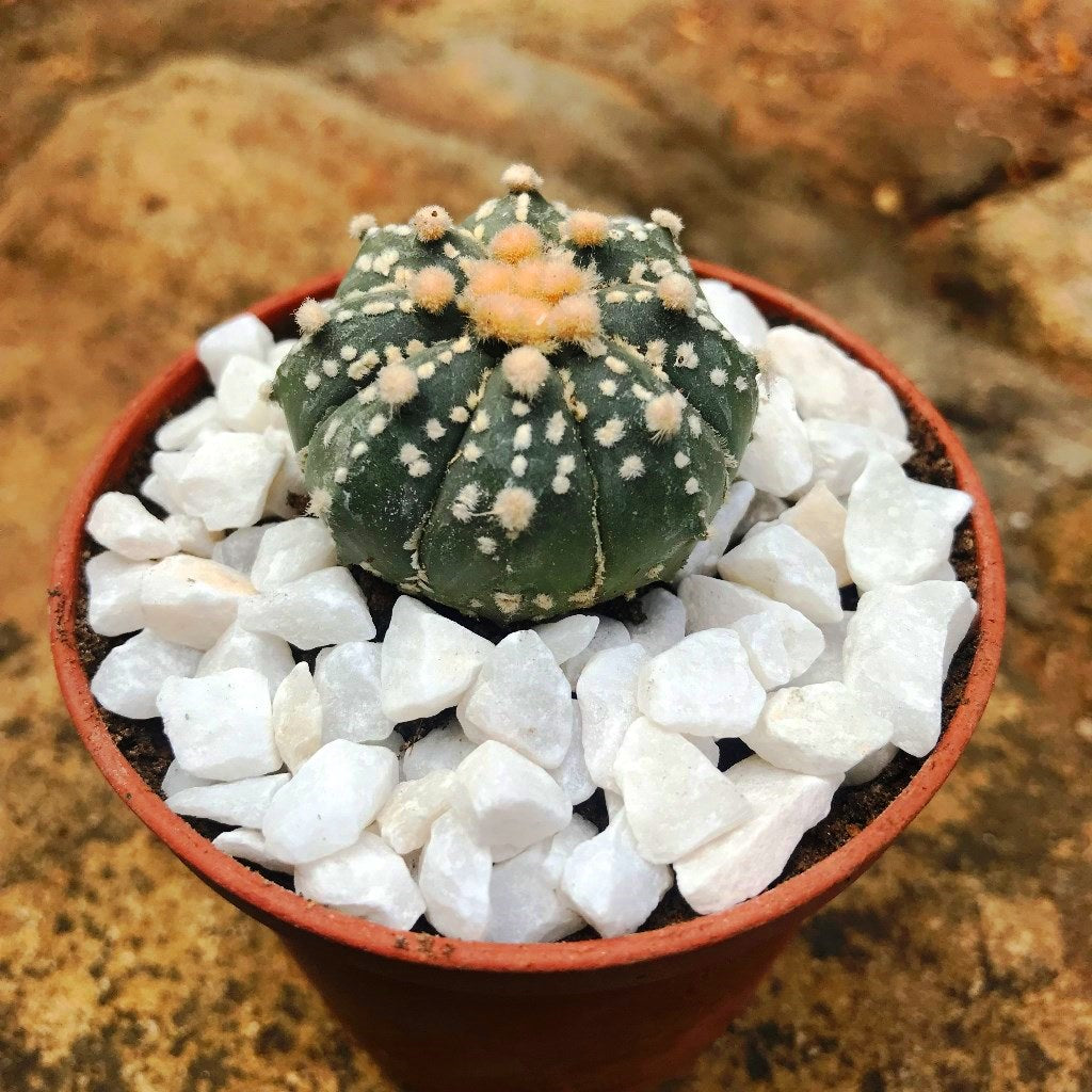 Astrophytum Asterias Super Kabuto Cactus Plant - myBageecha