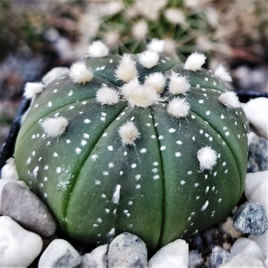 Astrophytum Asteria Sand Dollar Cactus Plant - myBageecha