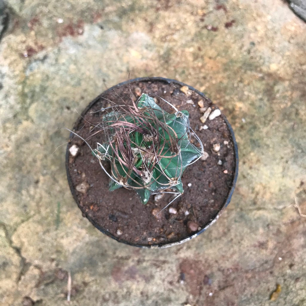 Astrophytum Capricorne subs. Senile Cactus Plant - myBageecha