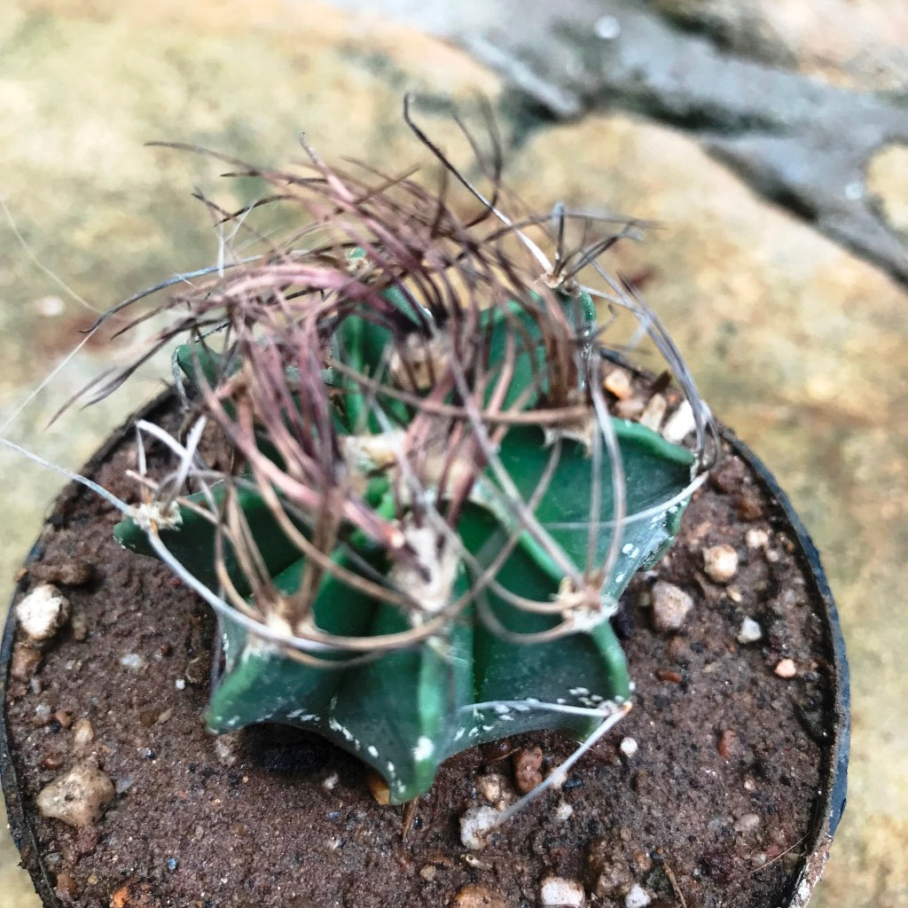 Astrophytum Capricorne subs. Senile Cactus Plant - myBageecha