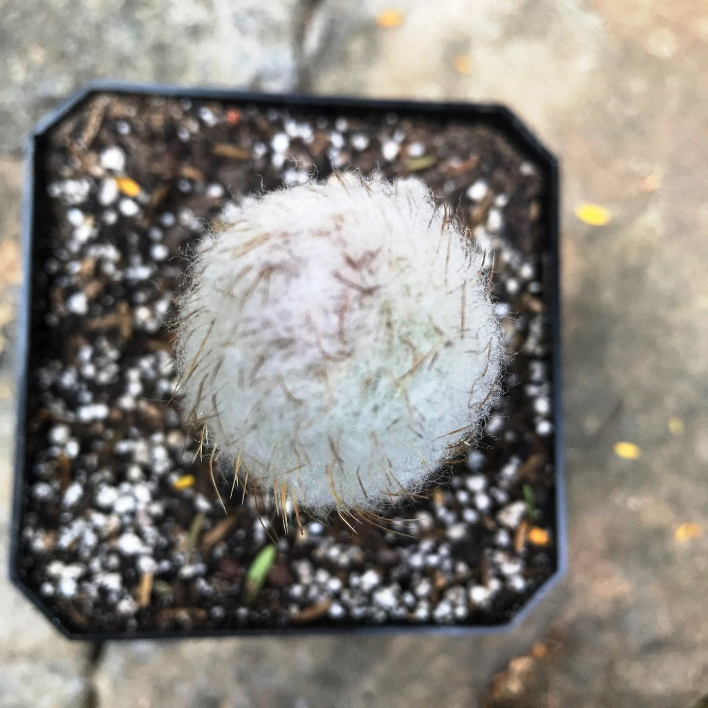 Austrocephalocereus Dybowskii Cactus Plant - myBageecha