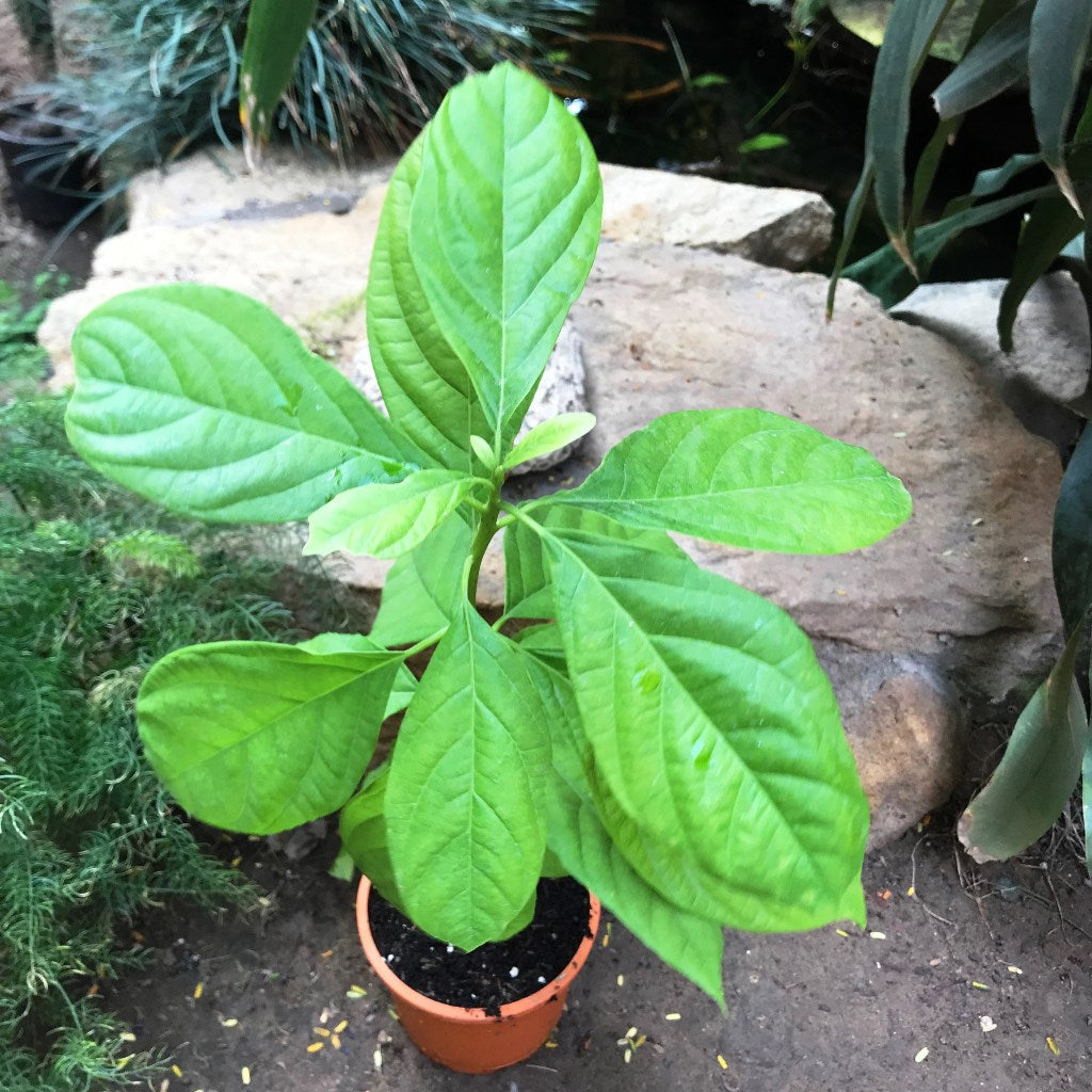 Avocado Persea Americana Plant - myBageecha