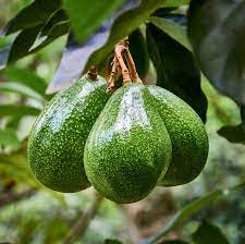 Avocado Persea Americana Plant - myBageecha
