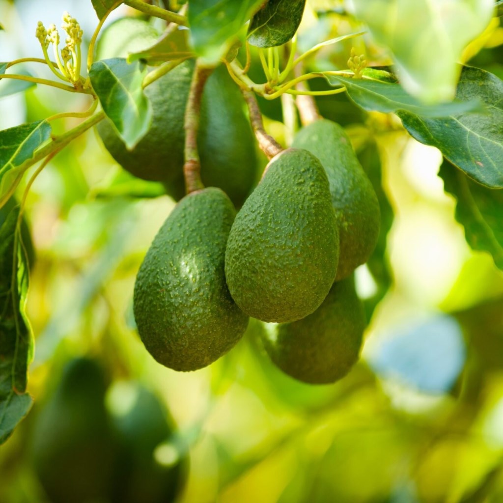 Avocado Persea Americana Plant - myBageecha