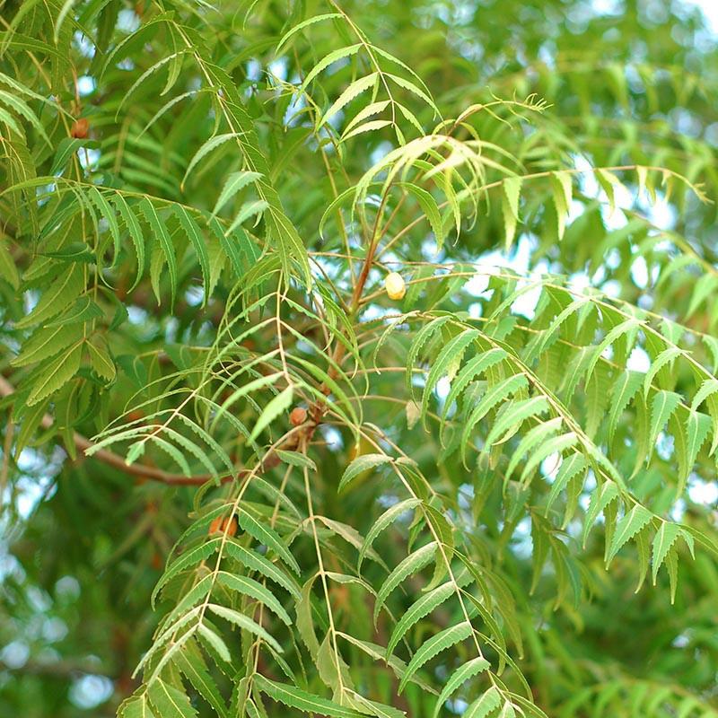 Azadirachta Indica - Neem Tree - myBageecha