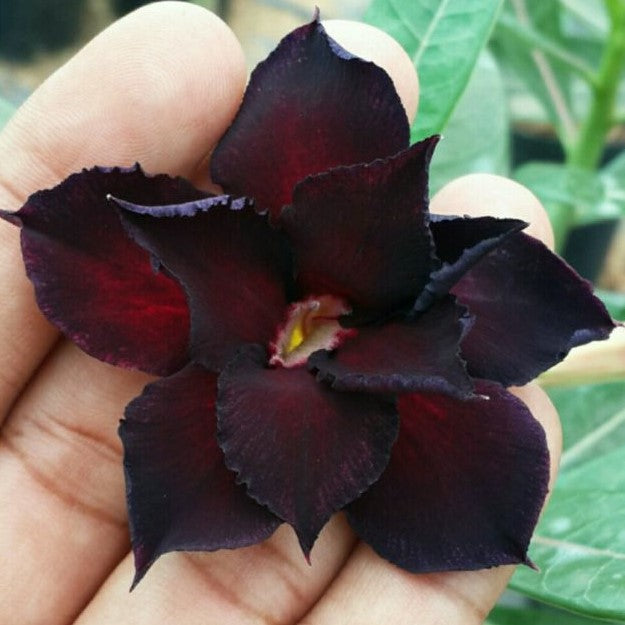 Sable Beauty Adenium Plant - myBageecha