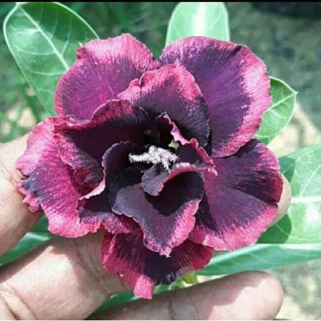 Damson Delight Adenium Plant - myBageecha