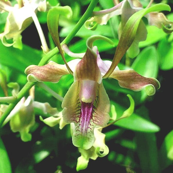 Monawan-Tanlten-Sutiknoid x lasianthera - myBageecha