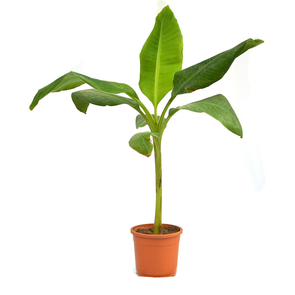 Grand Nain Banana Tissue Culture Plant - myBageecha