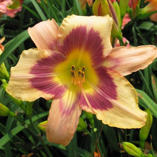 Hemerocallis 'Baronet's Badge' daylily (Bulbs) - Pale peach with plum eyezone - myBageecha