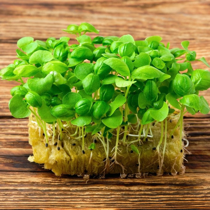 Classic basil microgreens, All Season harvest- myBageecha