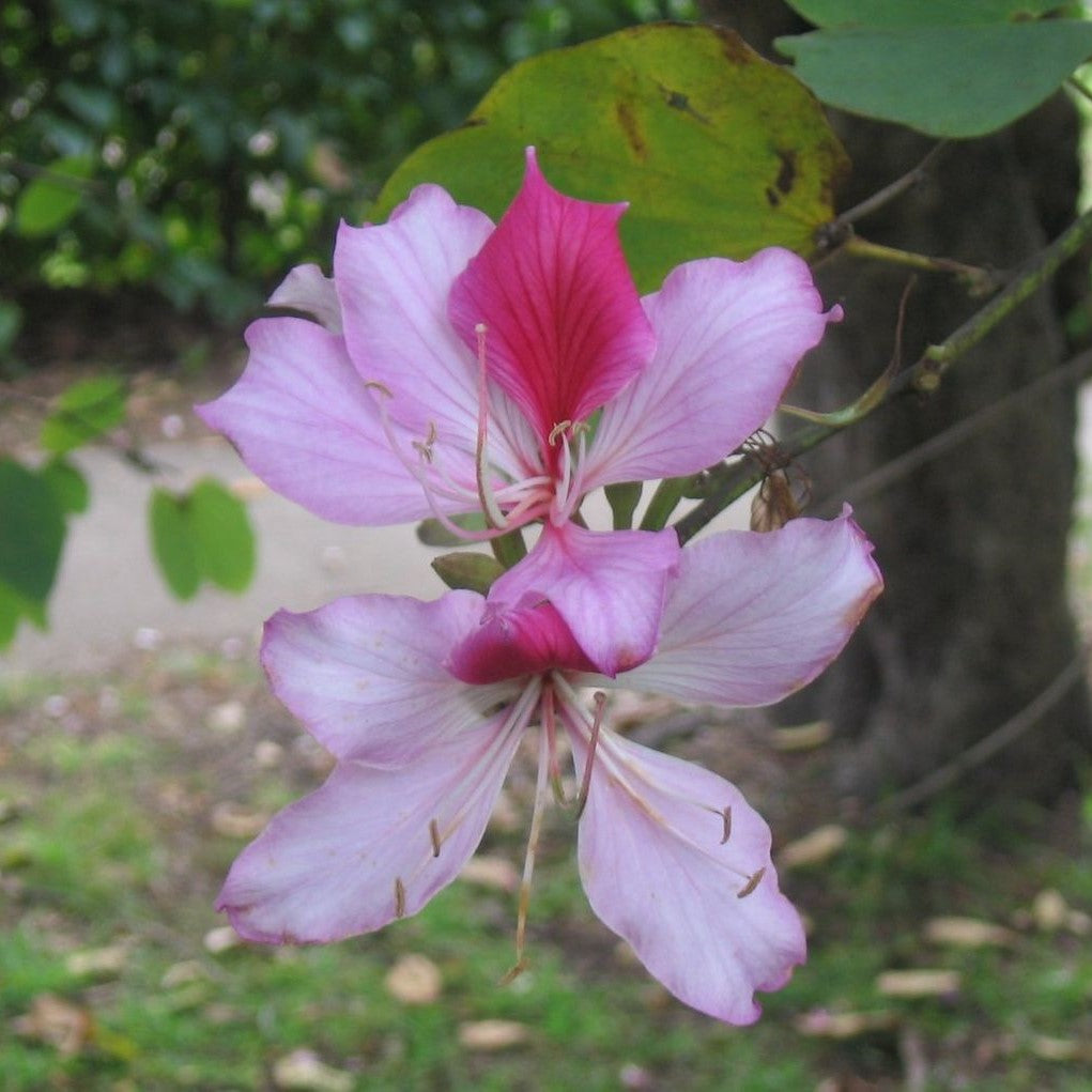 Bauhinia Variegata Kachnar Plant - myBageecha