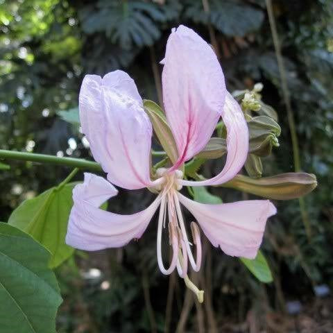 Close-up of Bauhinia malabarica flower showing pale yellow petals and green leaves
