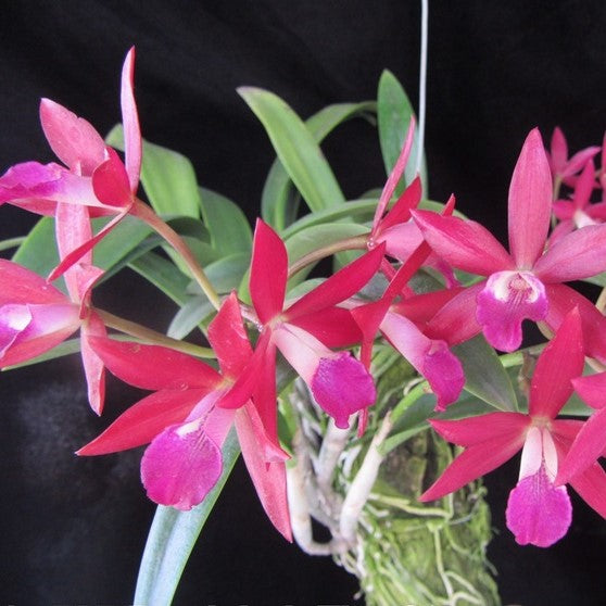 Catt. Bc. Jairak Fire Star - myBageecha