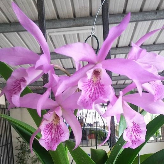 Cat. Halaechi Profusion - myBageecha