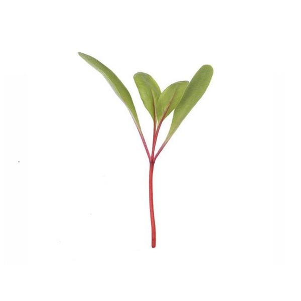 Beetroot Microgreens Seeds for indoor trays - myBageecha