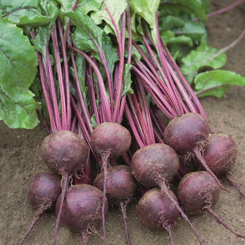 Beetroot Chukandar biennial root crop – myBageecha