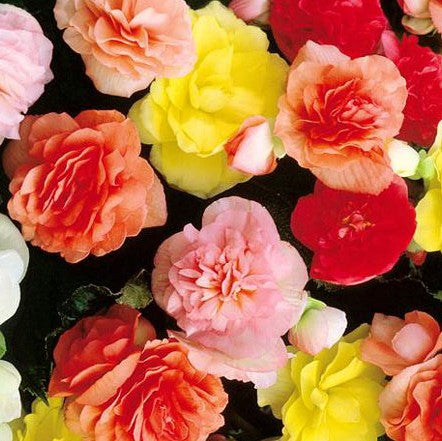 Begonia Tuberous Double (Mix bulbs) - myBageecha