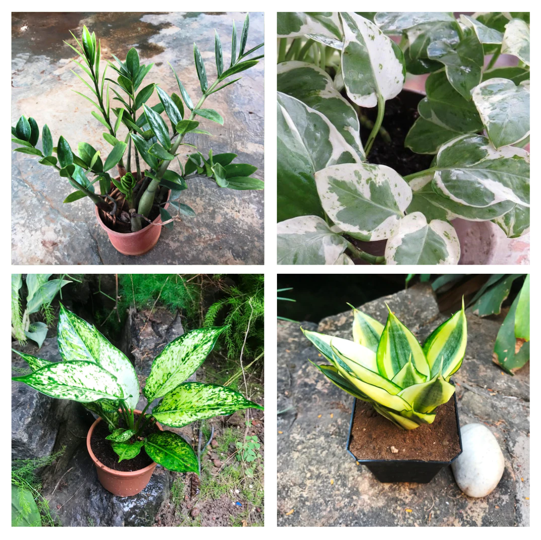 Combos of 4 Indoor starter pack - ZZ Plant + Pearl Jade Pothos + Aglaonema Costatum + Golden Hehnii - myBageecha