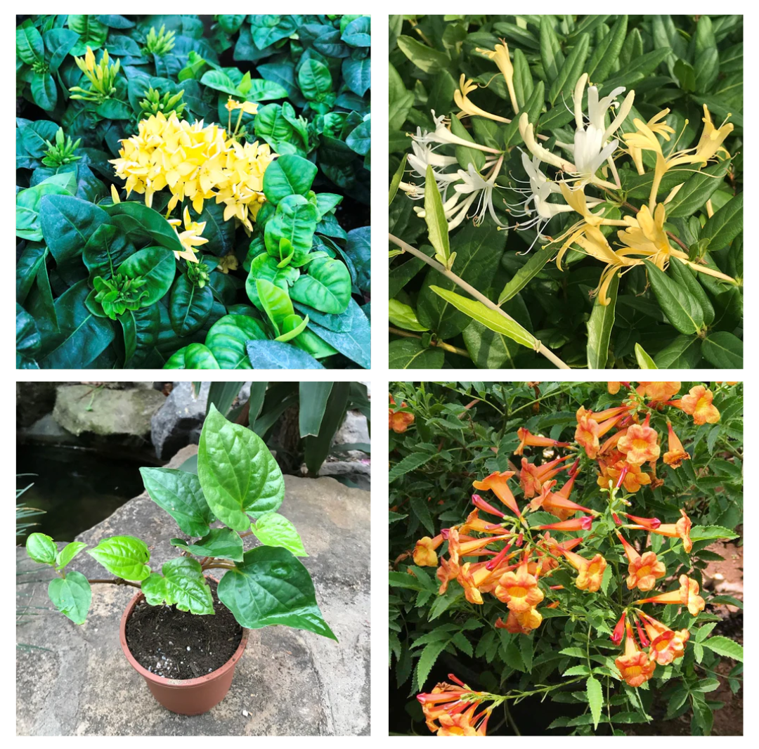 Combos of 4 Bushy Creepers - Jungle Flame Yellow + Japanese Honeysuckle +Betel Leaf + Morning Calm - myBageecha
