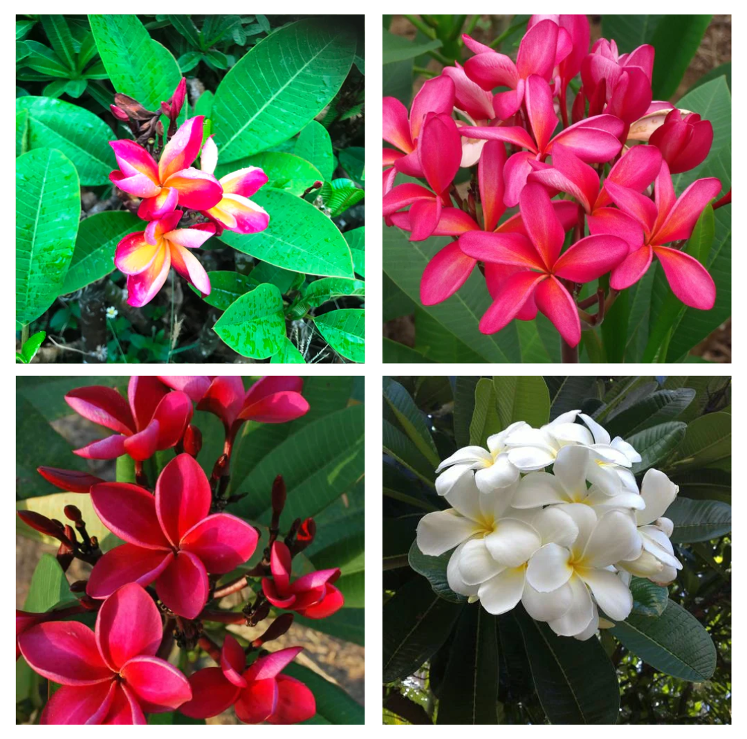 Assorted set of 4 Colourful Plumeria Champa Plant Combo - Plumeria Symphony + Plumeria King Napranum + Plumeria Siam Red + Plumeria Alba - myBageecha