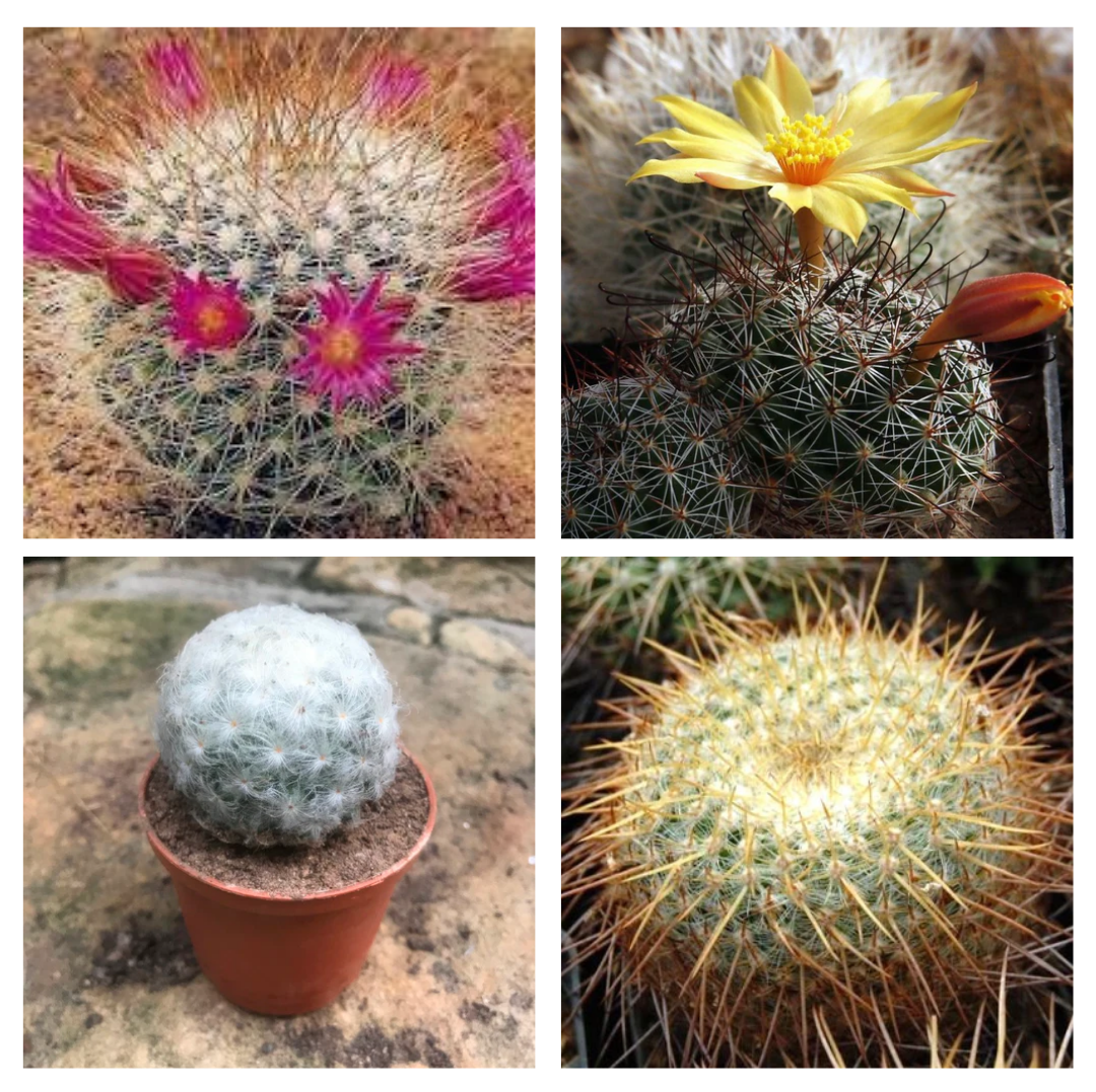 Mammillaria cactus assorted set of 4- Mammillaria Bella + Mammillaria plumosa +Mammillaria beneckai + Mammillaria celsiana - myBageecha